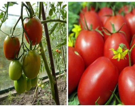 Kenmerken en beschrijving van het tomatenras Aviso