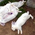 Sintomi e trattamento della malattia emorragica del coniglio