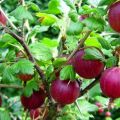 Descrizione e caratteristiche della varietà di uva spina Kolobok, semina e cura