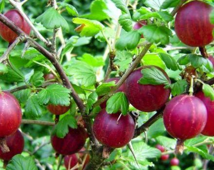 Beskrivning och egenskaper hos Kolobok krusbärsorten, plantering och skötsel