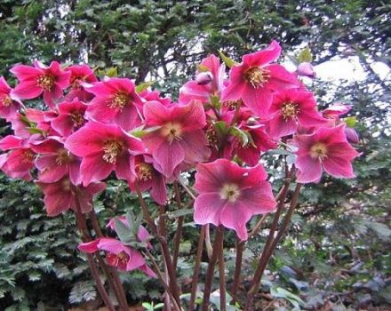 Description of 25 species and varieties of hellebore, planting and care in the open field