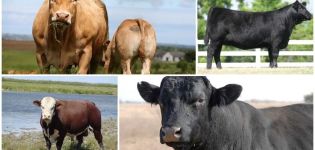 Descrizione e caratteristiche delle vacche senza corna, delle 5 migliori razze e del loro contenuto