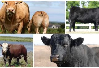 Beskrivning och egenskaper hos hornlösa kor, topp-5 raser och deras innehåll