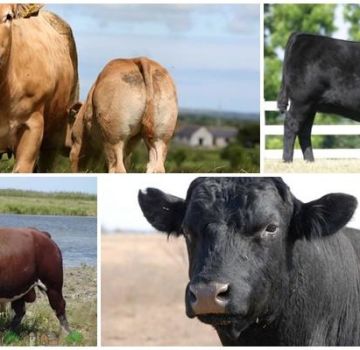 Mô tả và đặc điểm của bò không sừng, giống bò top 5 và nội dung của chúng