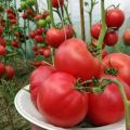 Beskrivning av tomatsorten Hallonvin, dess egenskaper och utbyte