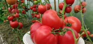 Opis odrody paradajok Malinové víno, jeho vlastnosti a výnos