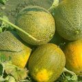 Beschreibung Sorte der Melone Aschenputtel, ihre Eigenschaften und Ertrag