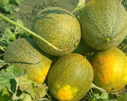 Popis odrůdy melounu Popelka, její vlastnosti a výnos