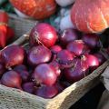 Carmen svogūnų veislės aprašymas, auginimo ir priežiūros ypatybės