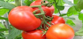 Pomidorų veislės Kupchikha aprašymas, jos pranašumai ir auginimas