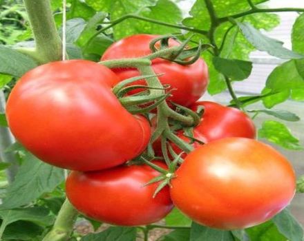 Beskrivning av Kupchikha-tomatsorten, dess fördelar och odling