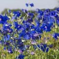 Planting, growing and caring for a perennial delphinium in the open field