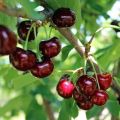 Description of the hybrid Miracle cherry and its pollinators, planting and care features