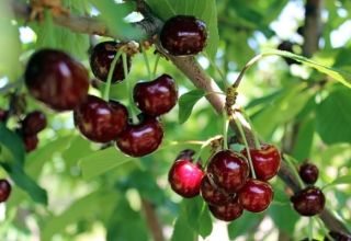 Beskrivning av hybrid Miracle cherry och dess pollinatorer, planterings- och skötselfunktioner
