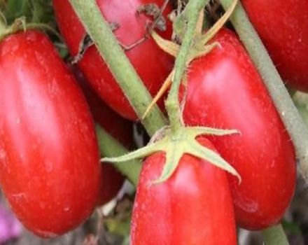 Beskrivning av Solokha tomat och sorts egenskaper