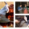 Σημάδια κατανάλωσης πλακούντα αγελάδας μετά τον τοκετό, θεραπεία και συνέπειες