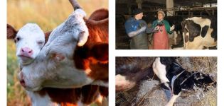 Знакови једења кравље постељице након порођаја, лечења и последице