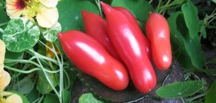 Caractéristiques et description de la variété de tomate Casanova, son rendement