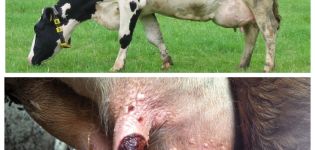 Simptomi i liječenje bradavica vimena u kravi, prevencija