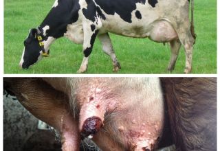 Sintomi e trattamento delle verruche mammarie in una mucca, prevenzione
