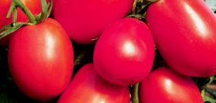 Caractéristiques et description des tomates De Barao