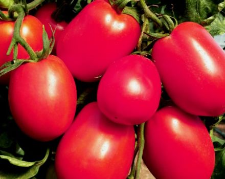 De Barao pomidorų charakteristikos ir aprašymas