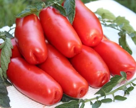 Beskrivelse af sorten af ​​lavtvoksende tomatvedved og dens egenskaber