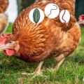 Triệu chứng bệnh sùi mào gà ở gà và cách điều trị tại nhà, cách phòng bệnh