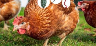 Symtom på maskar i kycklingar och behandling hemma, förebyggande metoder