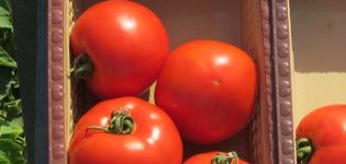 Descripción de la variedad de tomate Florida F1 y sus características