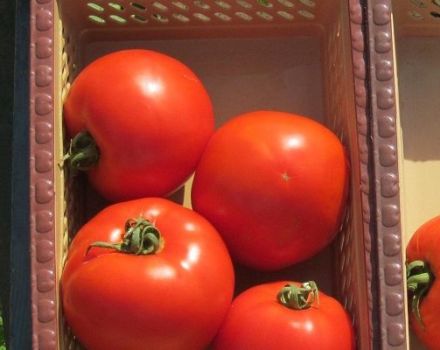 Beskrivning av tomatsorten Florida F1 och dess egenskaper