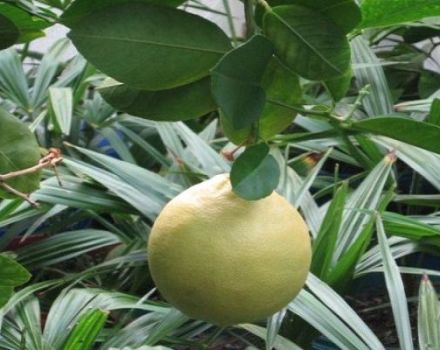 „Panderoza“ citrinos ir namų priežiūros aprašymas