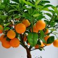 Hur man odlar och tar hand om mandariner hemma