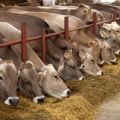 I vilken region i Ryssland utvecklas kött- och mejeriproduktion och de tio bästa raserna?