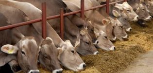 Kuriame Rusijos regione plėtojama mėsos ir pieno gamyba bei populiariausios dešimt veislių?