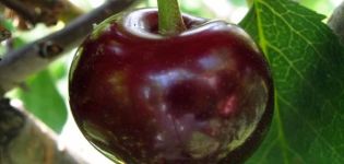 Beskrivning och egenskaper hos Melitopol efterrättkörsbärsort, plantering och skötsel