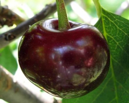 Mô tả và đặc điểm của giống cherry tráng miệng Melitopol, cách trồng và chăm sóc