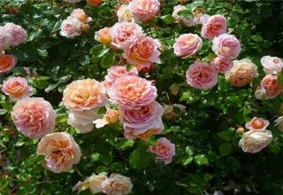Egenskaper och beskrivning av rosensorten Abraham Derby, odling och vård