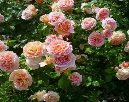 Characteristics and description of the rose variety Abraham Derby, cultivation and care