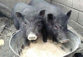 Cara memberi makan anak babi Vietnam di rumah untuk mendapat lebih banyak daging