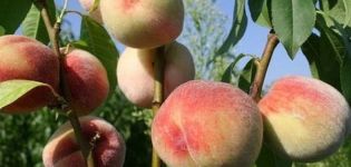 Geriausių Maskvos regiono persikų veislių aprašymas, sodinimas ir priežiūra atvirame lauke