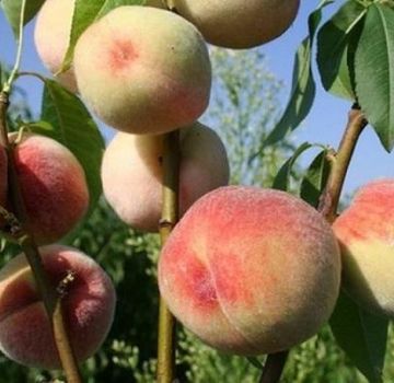 Penerangan mengenai varieti persik terbaik untuk wilayah Moscow, penanaman dan penjagaan di ladang terbuka