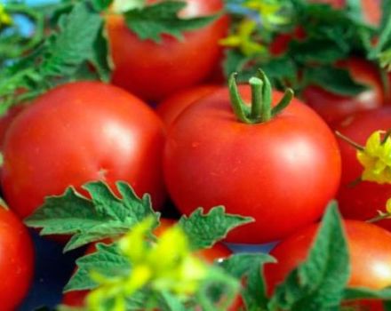 Charakteristika odrůdy rajčat Polonaise a její popis