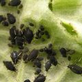 How to deal with aphids on beets with folk remedies