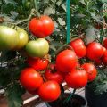 Yarı belirleyici domatesler ne anlama geliyor, seralar ve seralar için çeşitler