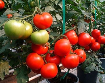 Hvad betyder halvbestemmende tomater, sorter til drivhuse og drivhuse