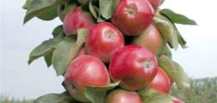 Mô tả và đặc điểm của quả táo cột Đồng tiền, cách trồng ở các vùng, cách trồng và chăm sóc