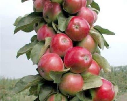 Description and characteristics of the columnar apple Currency, cultivation in the regions, planting and care