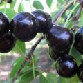 Vyšnių veislės Shokoladnitsa aprašymas, apdulkintojai, sodinimas ir priežiūra