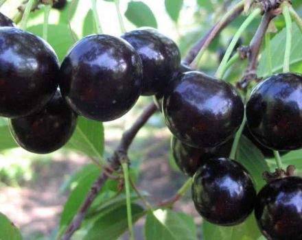Popis třešňové odrůdy Shokoladnitsa, opylovače, výsadba a péče